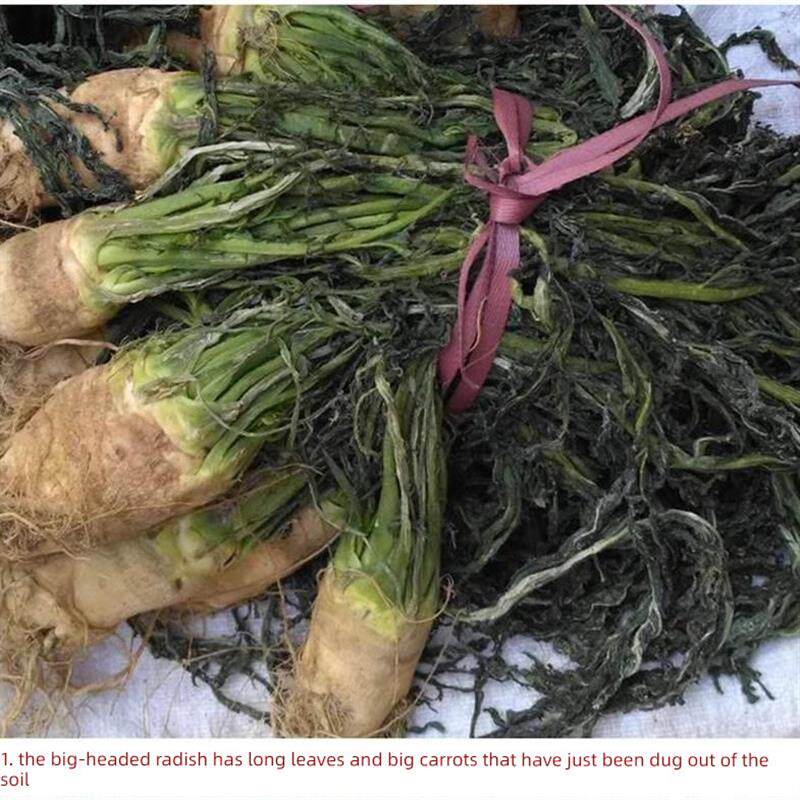新日期大头萝卜 大头菜 香辣爽口 湖南永州 凤儿新田特产