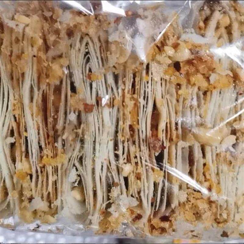 新货山东煎饼手工现做薄脆