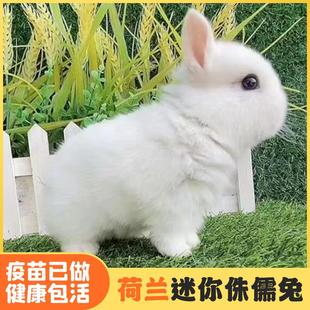 茶杯宠物兔子活物小型迷你侏儒兔纯种荷兰垂耳兔活道奇猫猫兔活体
