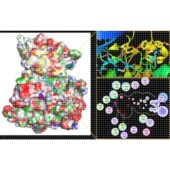 共价对接 RNA 批量虚拟筛选 分子对接 蛋白与蛋白 DNA 蛋白 柔性