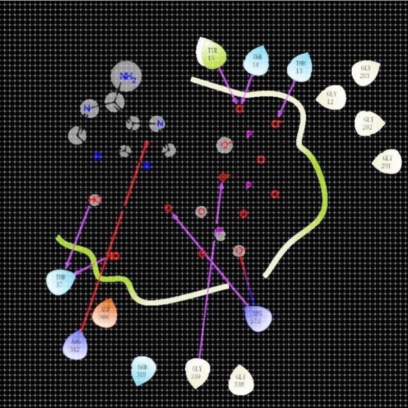 清北博士团队虚拟筛选/分子对接/蛋白互作/网络药理学/多肽对接