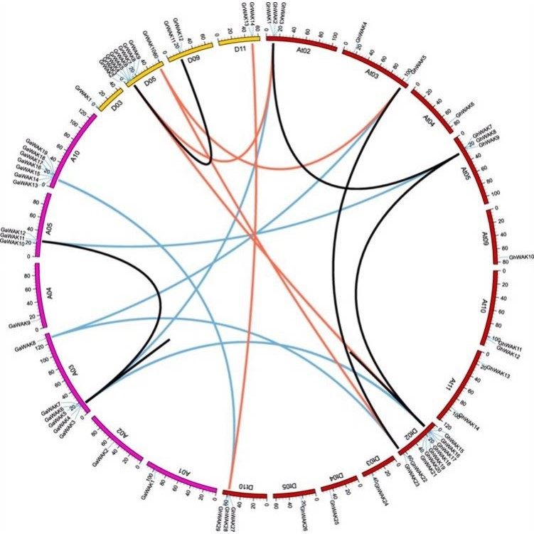 基因家族全套系统进化树绘制Circos设计图绘图生物信息数据分析