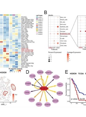 Ingenuity Pathway Analysis IPA数据库 生物生信分析 基因表达