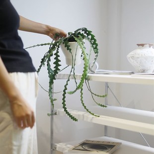 鱼骨令箭荷花小众个性办公桌面盆栽藤蔓小盆景观叶四季常绿花卉