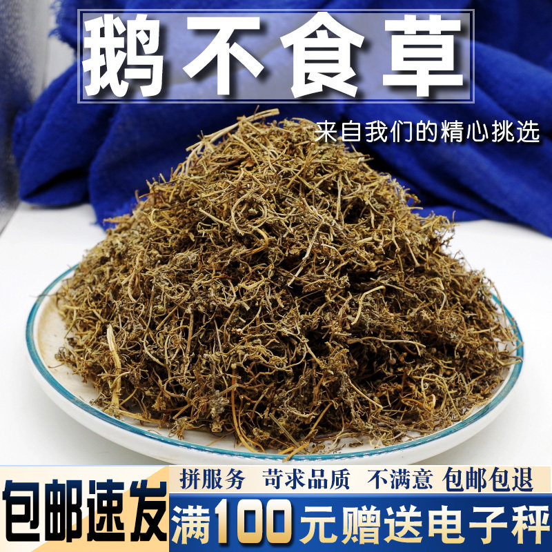 鹅不食草500克当季新货中药材新鲜鹅不食草药干鹅不吃草