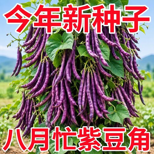 八月忙豆角种子耐寒耐热高产量无筋芸豆角种子长芸豆四季播易种