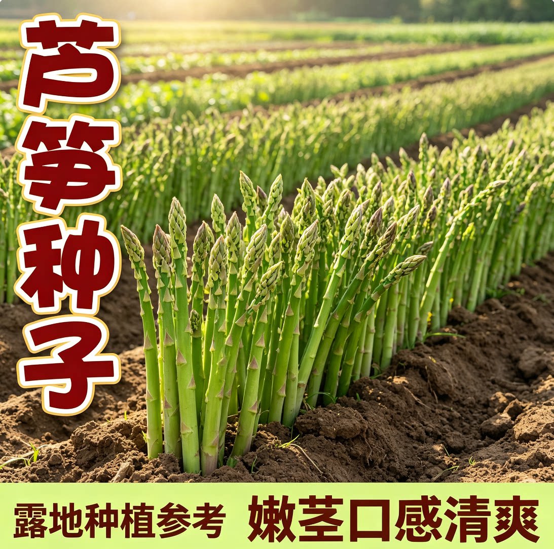 芦笋种子种籽苗带土根盆栽紫色四季种植蔬菜种苗孑子根苗多年生图片
