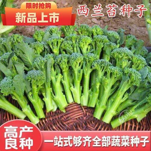 【今年新种】美味西兰苔种子营养西兰花菜种子高产抽苔花菜苔