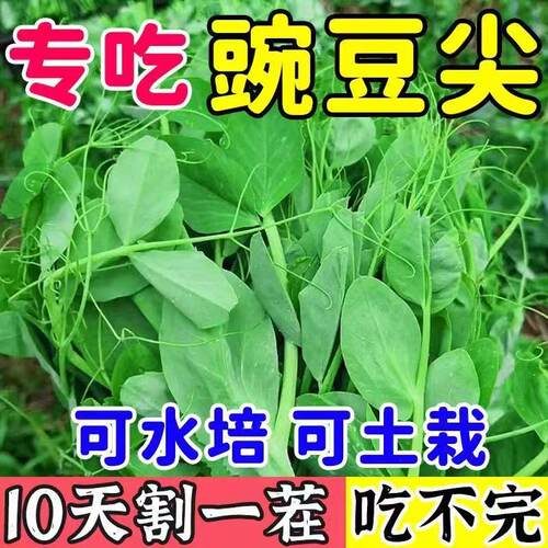 (新种到啦)大叶无须豌豆苗种子豌豆尖吃苗四季阳台盆栽芽苗菜秋