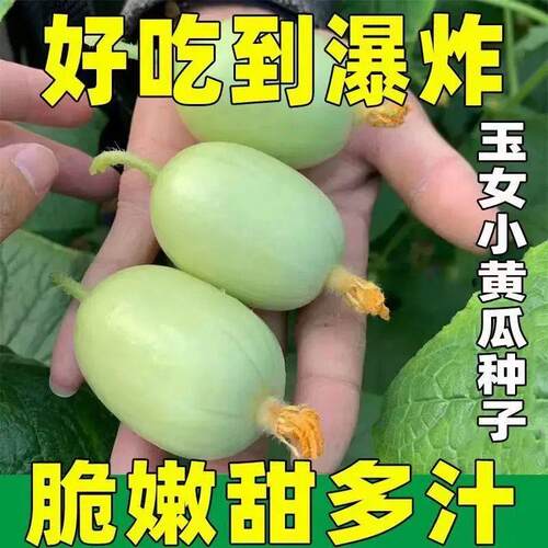 玉女水果黄瓜种籽金童农