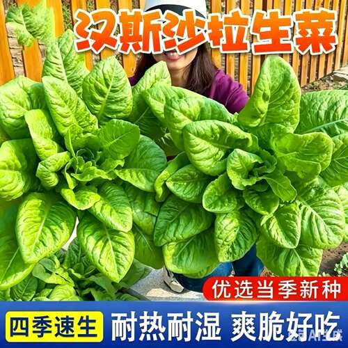 【新品】沙拉菜种子汉斯