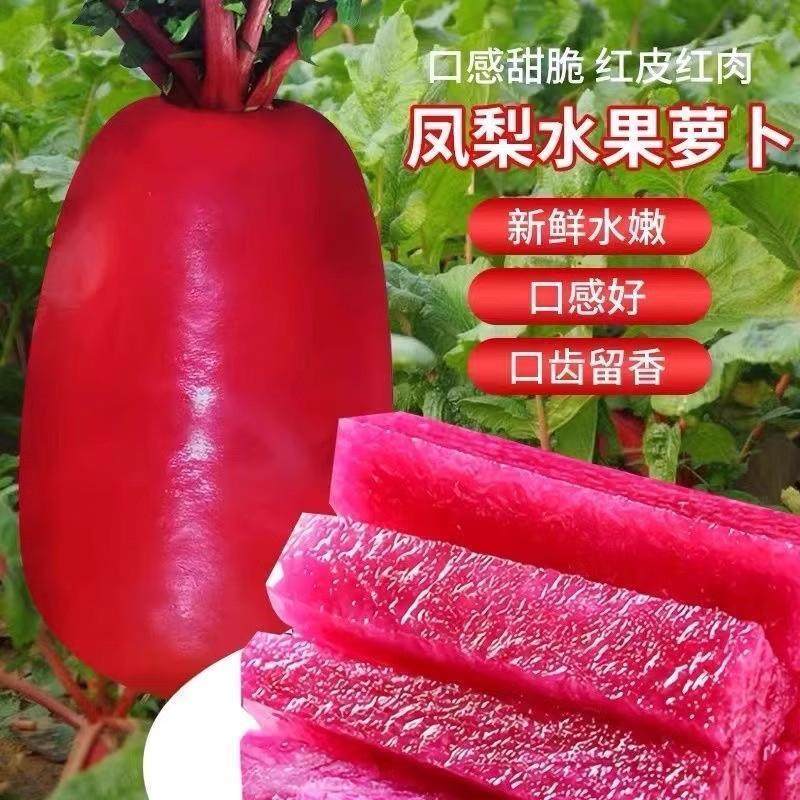 凤梨水果萝卜种籽大全红皮红心萝卜种子紫美人四季播阳台盆栽种孑