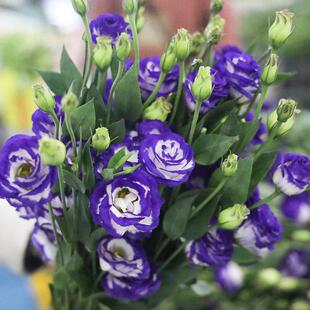 紫色洋桔梗鲜花花紫边桔梗花云南基地洋桔梗紫直发混速色鲜礼花束