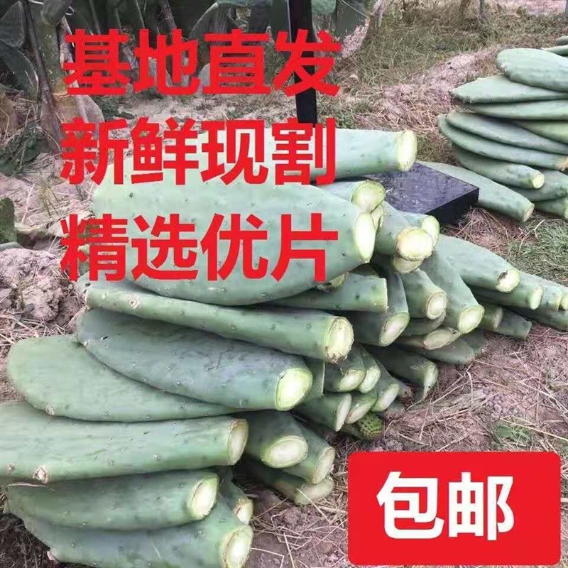 楼顶露养米邦塔仙人掌可药用食用美容内服外敷灌肤类植物盆栽室内