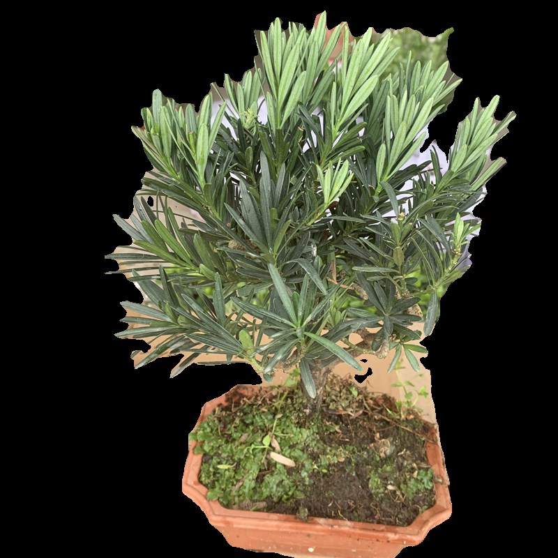 罗汉松盆景苗办公室小叶雀舌迎客松老桩盆栽庭院室内好养桌面绿植