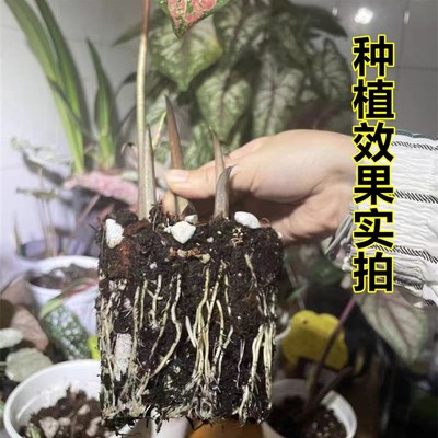 秋海棠专用土白冰海棠土鳟鱼海棠土竹节海棠通用营养土盆栽种植土