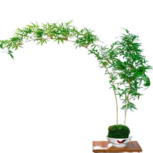 大型高杆飘枝红观音竹四季好养庭院室内茶室桌面水培造景绿植盆栽