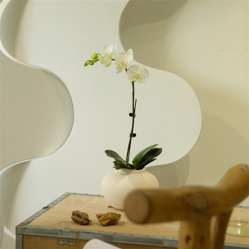 诗与自然 白蝴蝶兰洋兰开花植物盆栽小众兰花带花苞发货年宵花卉