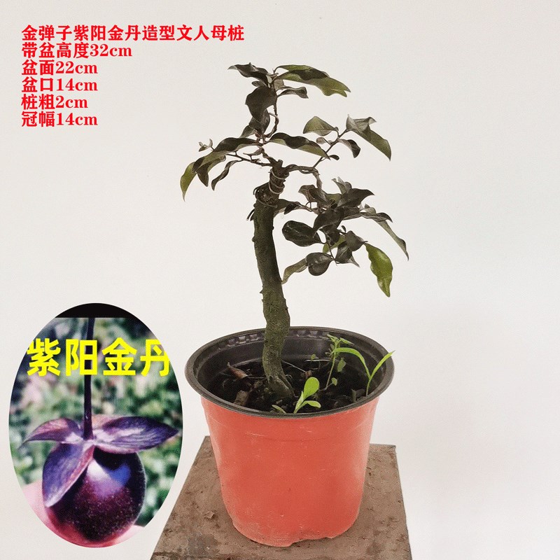 金弹子造型小老桩微盆景阳台易养一物一拍包邮办公室盆景品种葫芦