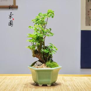 羽叶细叶福祿桐盆景精美小型电脑桌博古架茶几盆栽室内桌面绿植