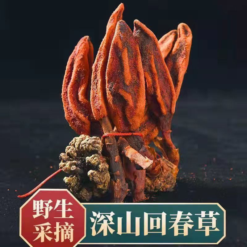 云南野生回春草中药材不老草草丛蓉泡酒料泡水茶新货