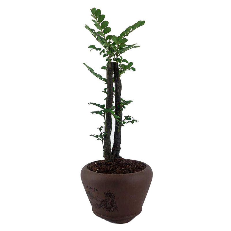 小叶紫檀盆景榆树榕树植物盆栽树桩客厅办公室内花卉绿植观叶植物