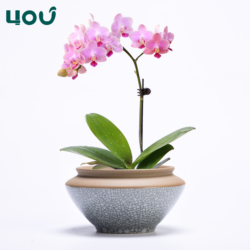 哥窑多肉花盆陶瓷中国风粗陶肉肉植物兰花蝴蝶兰绿植创意个性盆栽
