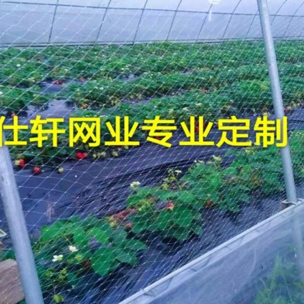 农用草莓大棚防鸟网葡萄天沟网西瓜棚口防鸟樱桃棚农用果园防护网