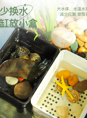 黑色白色小青乌龟发色盒小乌龟苗隔离盒鱼缸黄喉拟水龟幼龟饲养盒
