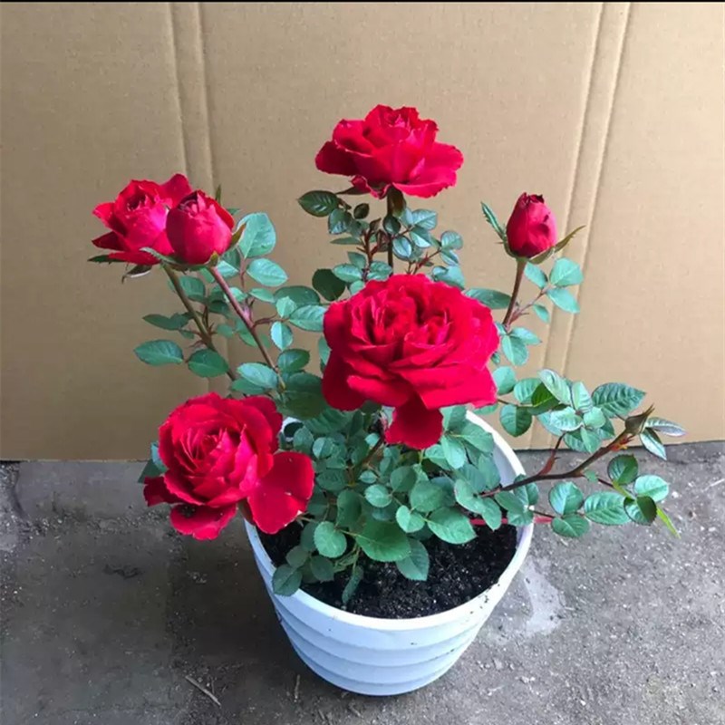 月季花苗浓香大花玫瑰室内阳台盆栽蔷薇爬藤月季庭院四季开花卉