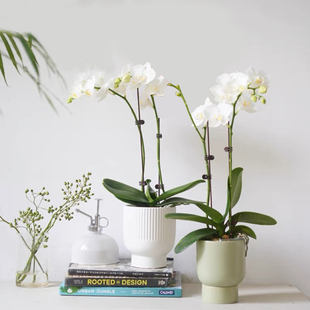 北欧简约陶瓷小花盆高级感兰花花盆白色2.8寸单支蝴蝶兰专用花盆