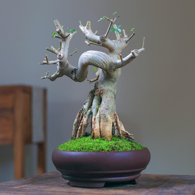 对节白蜡矮霸老桩一物一拍坨坨桩造型盆景桌面绿植庭院阳台盆栽