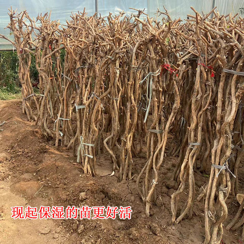 凌霄花树苗爬藤植物攀援大颗2厘米粗地栽盆栽阳台庭院耐寒好活