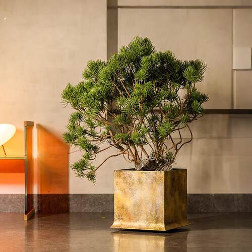 彷真绿色植物新中式松树盆景室内高端彷生植物假树落地盆栽装饰摆