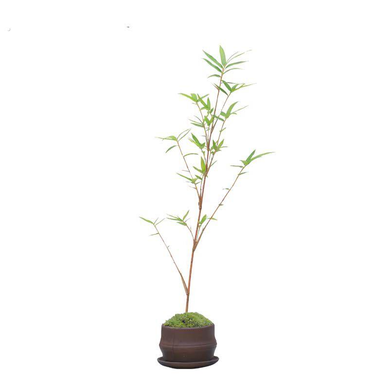 红竹盆景观音竹书房庭院阳台植物小红竹子苗竹子盆栽室内桌面绿植