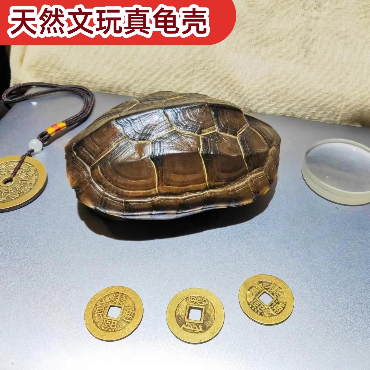 真乌龟壳精品天然完整六爻龟甲清乾隆通宝真品草龟壳卜龟壳占6爻