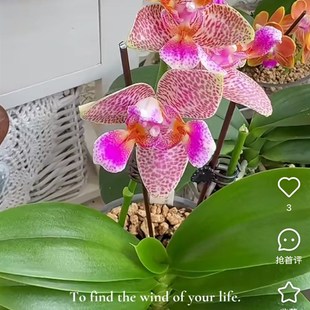 蝴蝶兰快乐童话3.0寸杯带花剑带花发货(苗子非常壮,叶层超多)