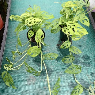 米歇尔仙洞龟背竹爬藤垂藤水培室内阳台喜阴好养净化空气绿植盆栽