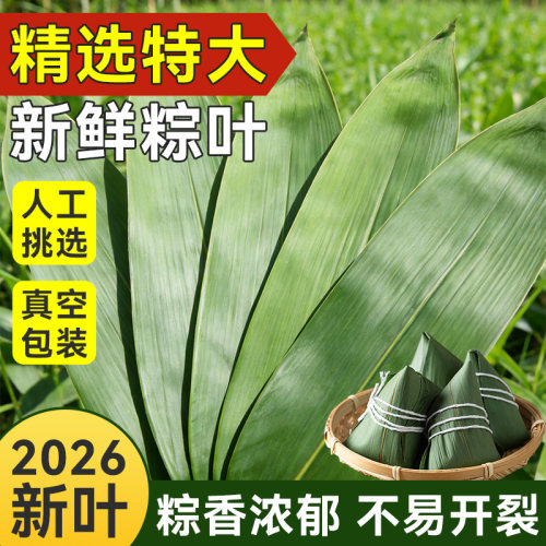 焙小姐粽子叶新鲜现摘特大粽叶