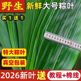 粽叶新鲜现摘箬叶子包粽子专用芦苇叶大号端午批发野生老式材料