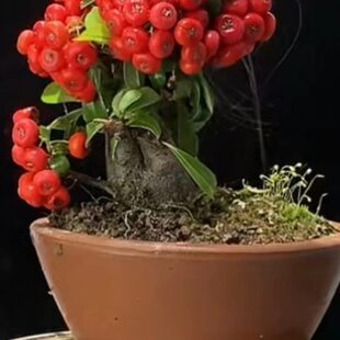 品种规格齐全 松柏火棘杂木 造型盆景 100 一物一拍 1000