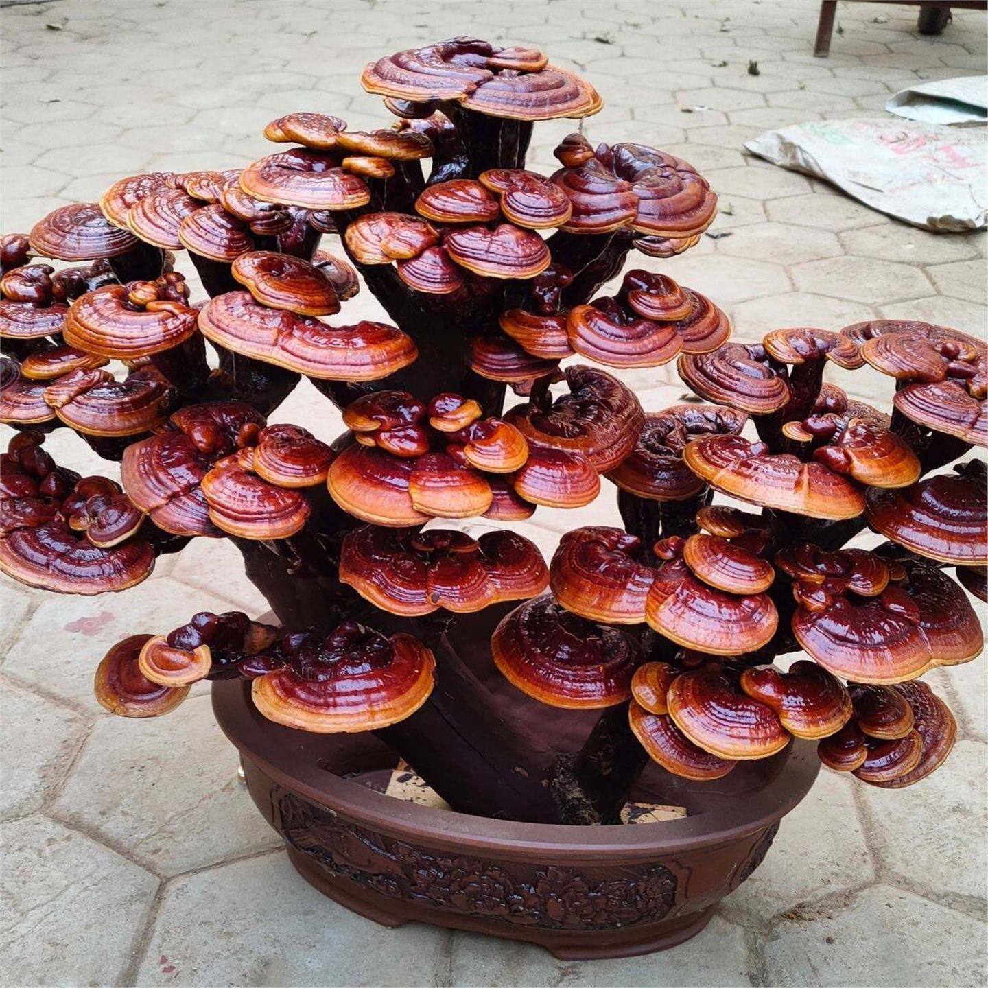 灵芝盆栽灵芝摆件真灵芝盆景活灵芝整朵菌包观赏办公室装饰多肉植图片