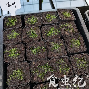 禾叶狸藻 净化空气食虫水陆缸热带雨林造景水生植物挖耳草热卖