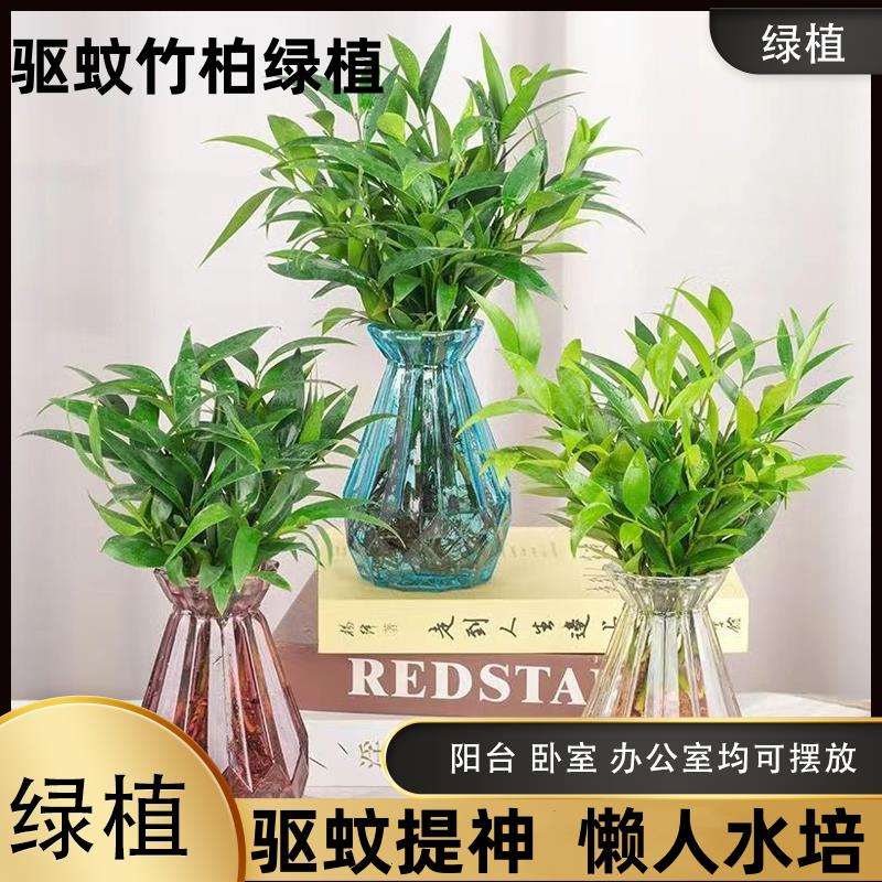 驱蚊竹柏水培植物室内水养绿植花卉盆栽办公室桌面四季常青好养活