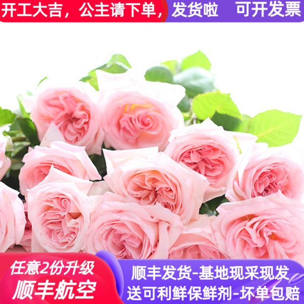 A级荔枝玫瑰鲜花云南基地直发航空包邮斗南花市昆明直批香味粉色