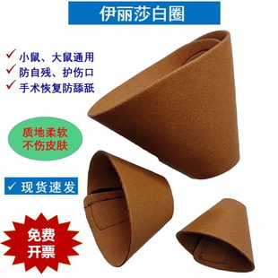 防实验小宠鼠物小大伊丽莎白圈动物咬实验鼠手术