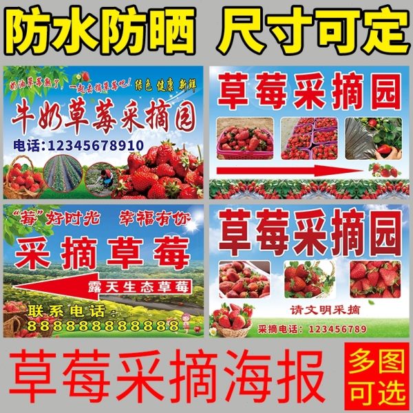 草莓招牌喷绘布卖广告布园草莓采摘草莓海报打印定制广告贴纸宣传