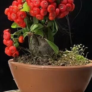 品种规格齐全 松柏火棘杂木 造型盆景 100 一物一拍 1000