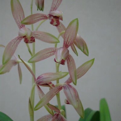 带花苞 彩凤 四季兰复色花 娇艳迷人 花大浓香 先明艺 花叶兼赏