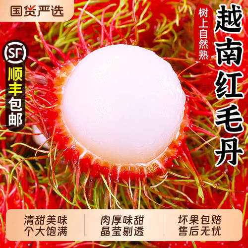 新鲜正宗越南红毛丹顺丰京东包邮